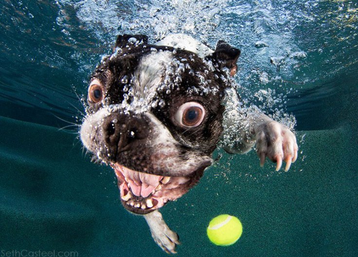 underwater-photos-of-dogs-fetching-their-balls-by-seth-casteel-3