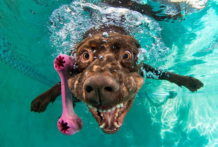 underwater-photos-of-dogs-fetching-their-balls-by-seth-casteel-7